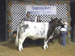 2011 West Tenn. State Fair - Champion Bull